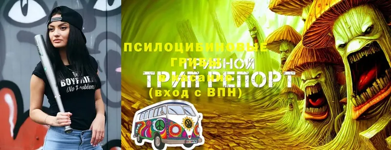 Псилоцибиновые грибы GOLDEN TEACHER  продажа наркотиков  Ершов 